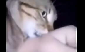 Gato se coje el brazo de un chileno la wea épica