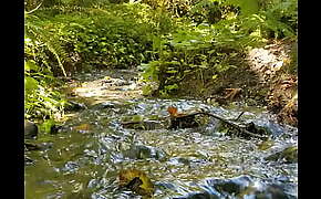 Gushing Fairy river squirts magic
