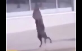 Perro bailando Fortnite
